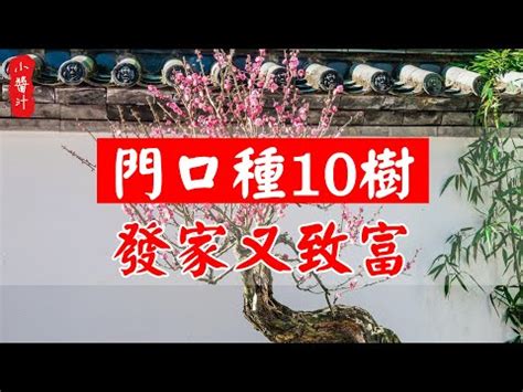 門口擋煞 盆栽|10種旺財門口植物